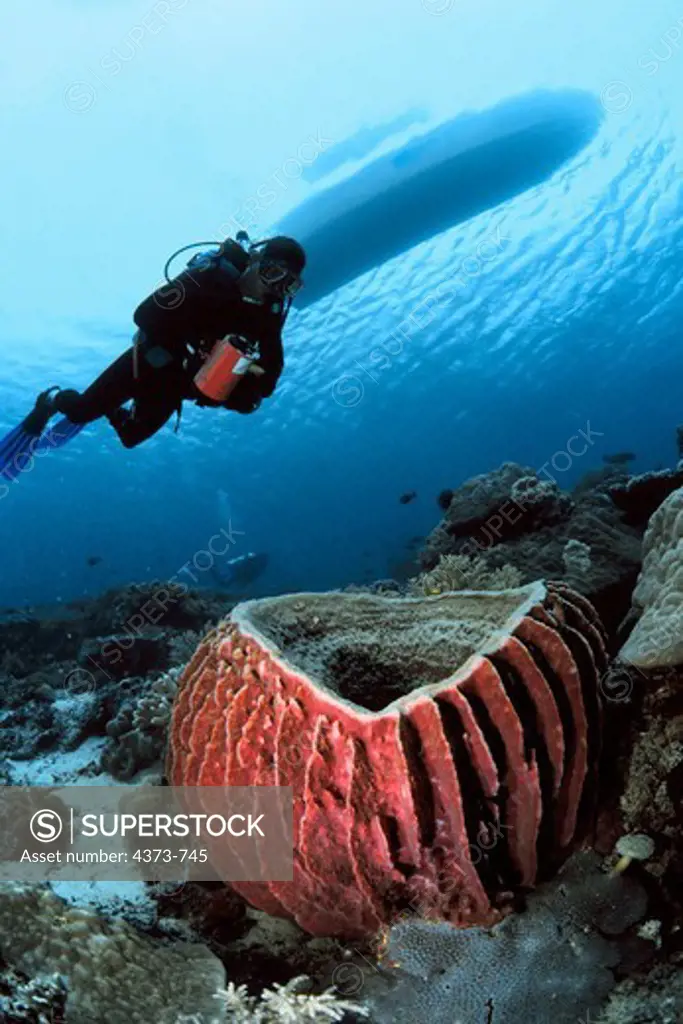 Giant Barrel Sponge