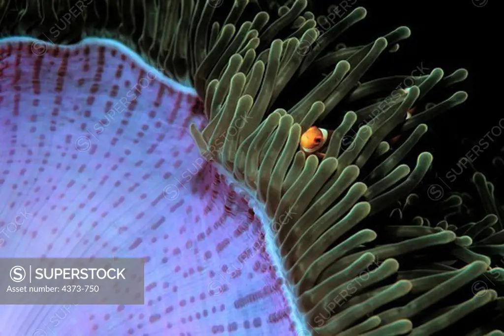 Juvenile Pink Anemonefish