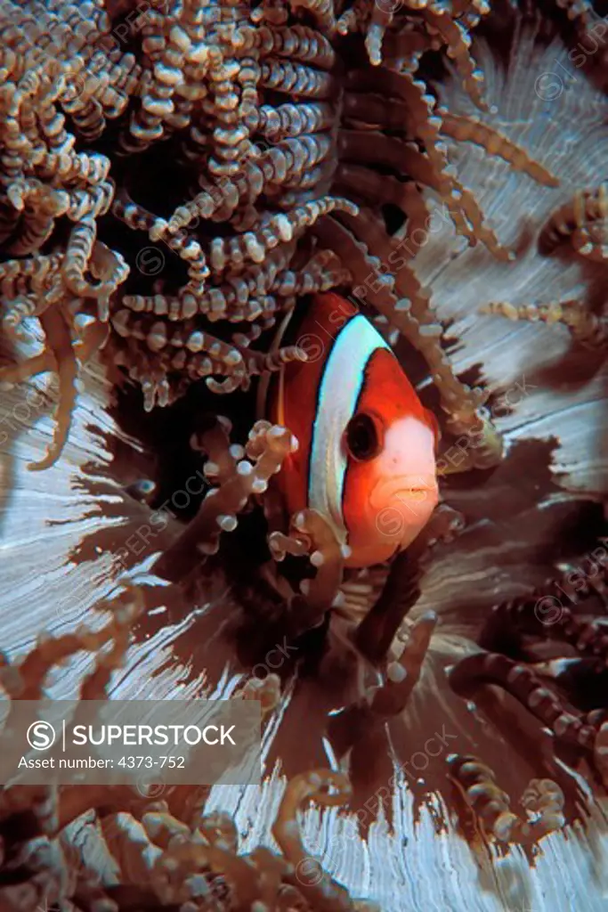 Anemonefish