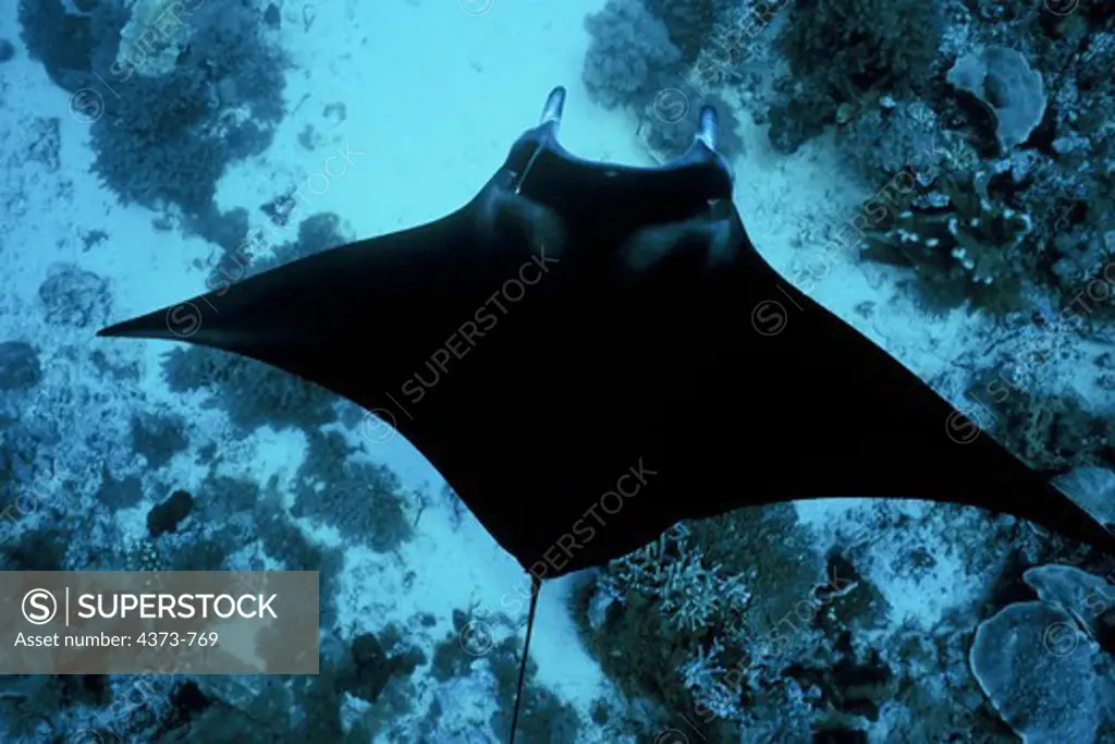 Manta Ray