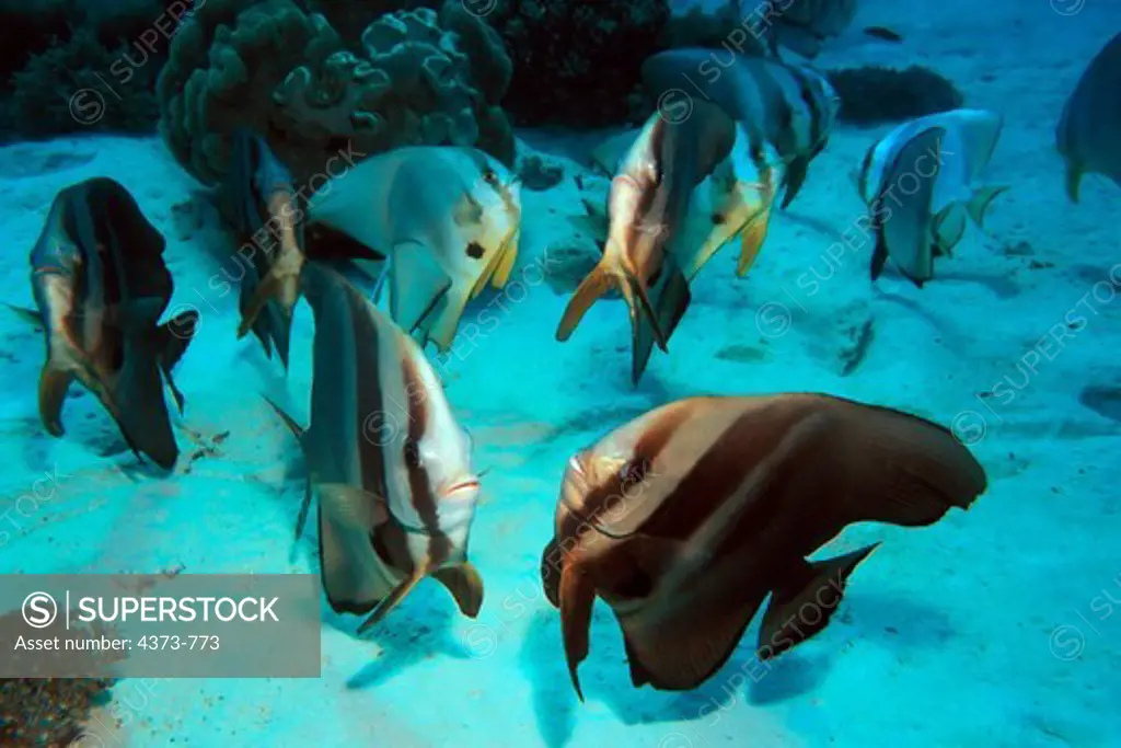 Batfish Dancing