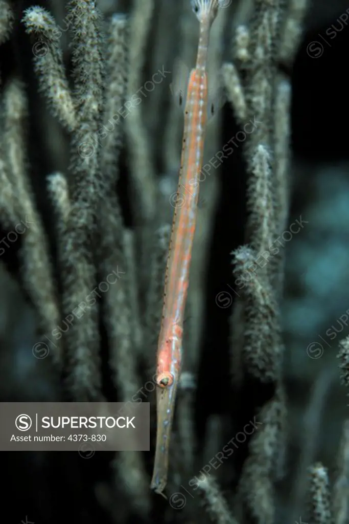 Trumpetfish