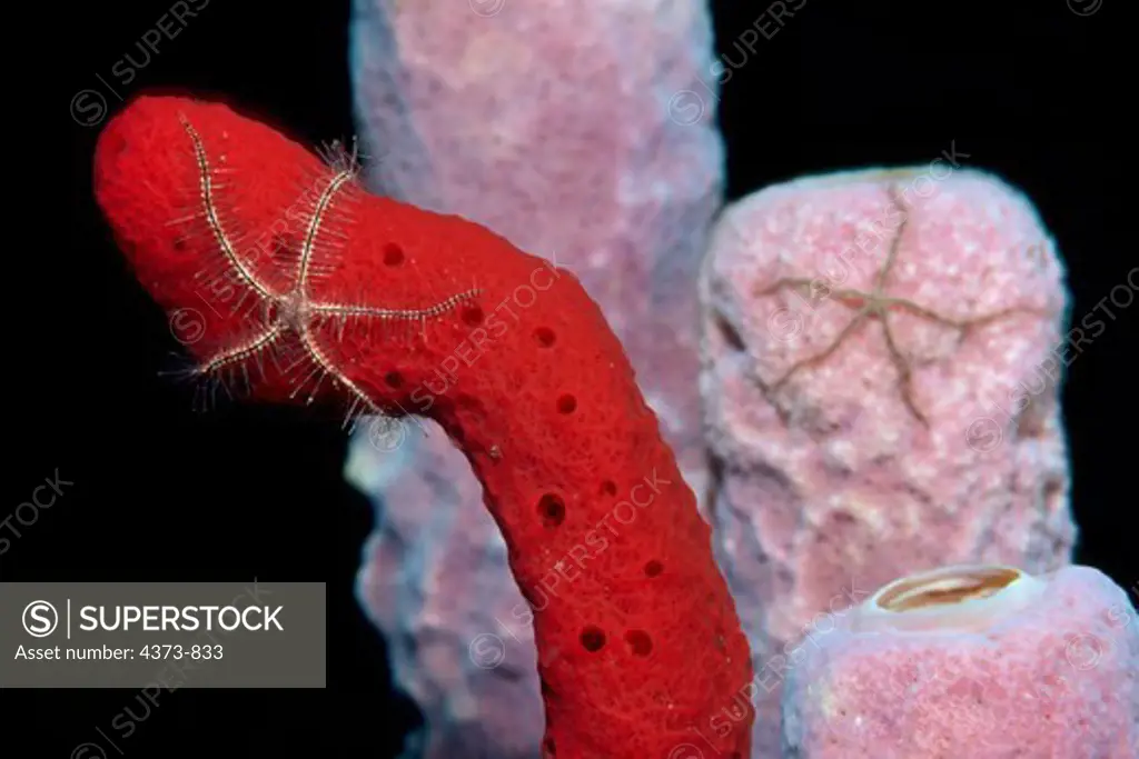 Brittle Stars Climbing on Rope Sponges