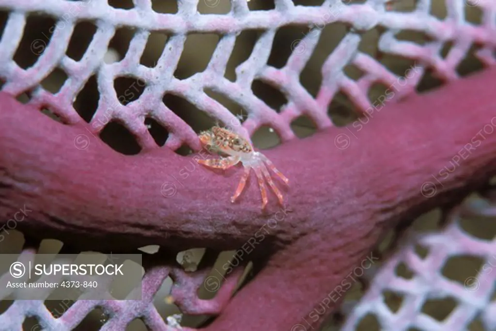 Tiny Juvenile Clinging Crab