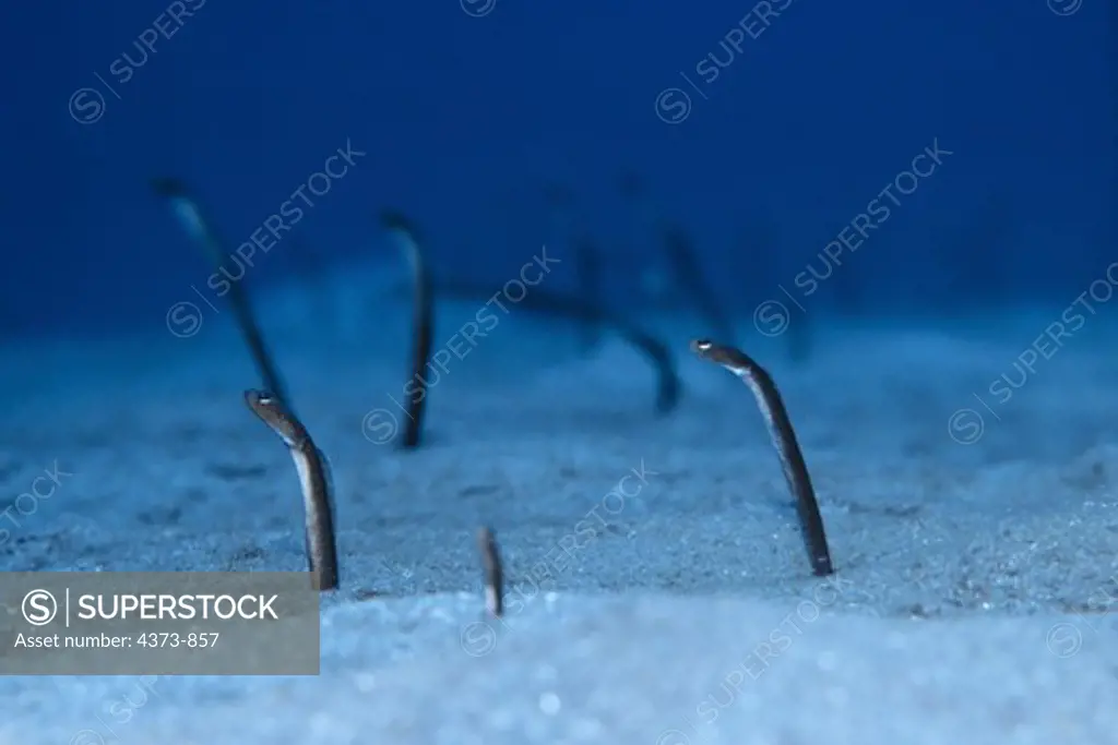 Garden Eels