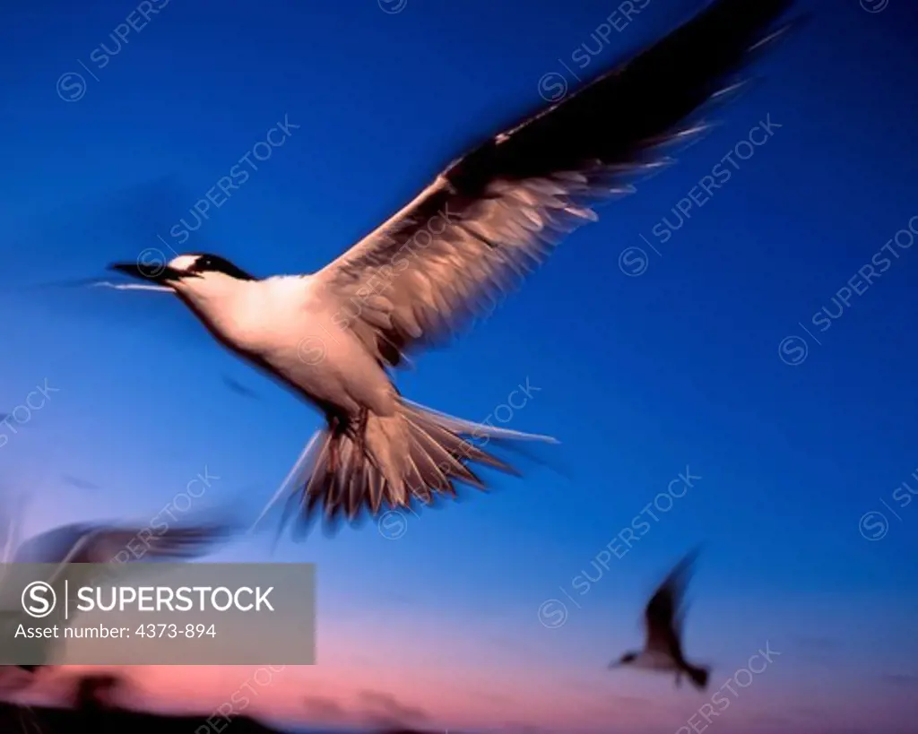 Sooty Tern in Flight