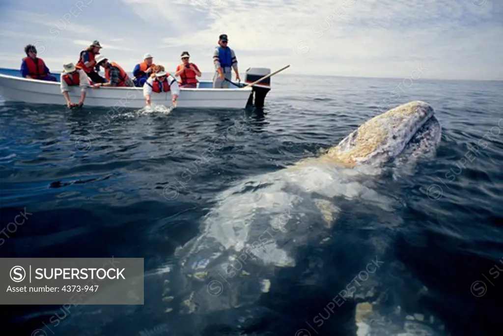 People Watching Gray Whale