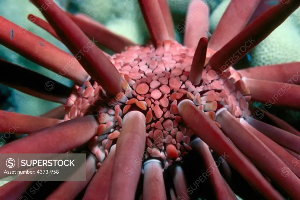 Slate Pencil Urchin