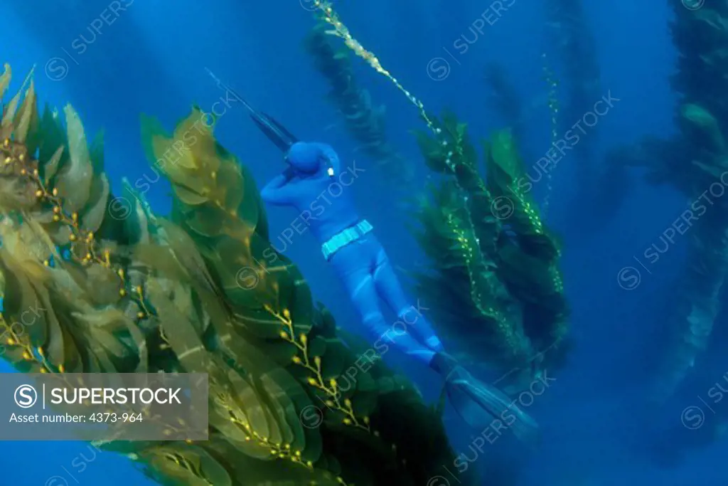 Blue Water Hunter in Kelp