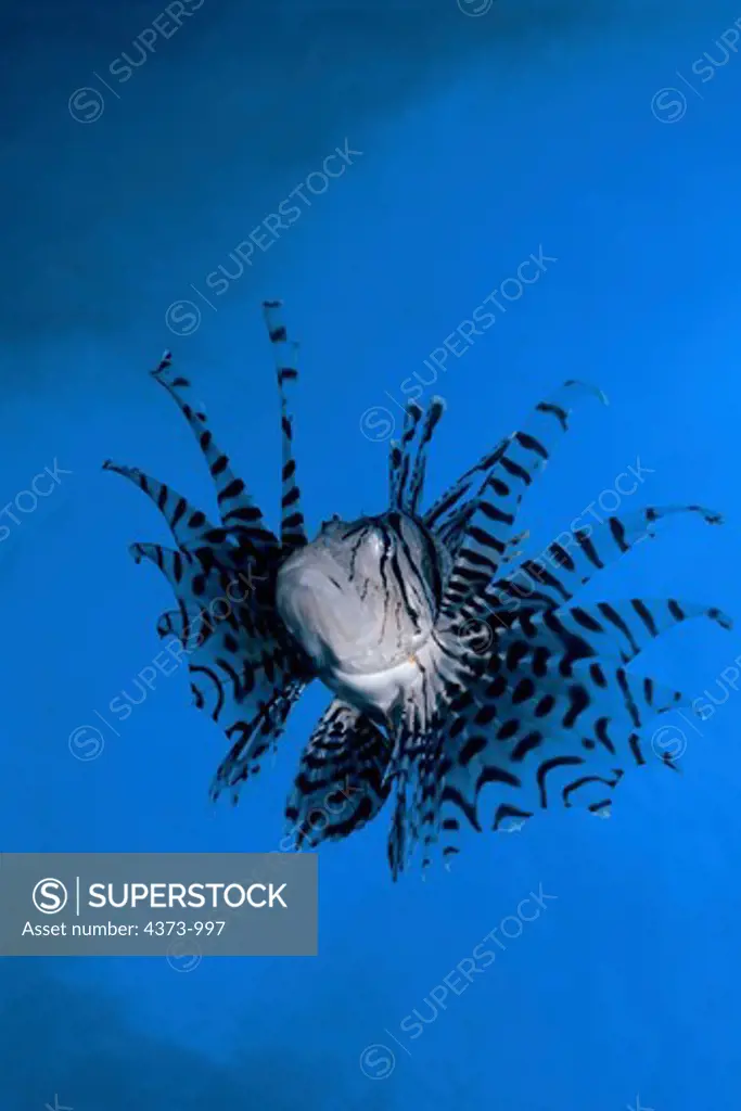 Lionfish