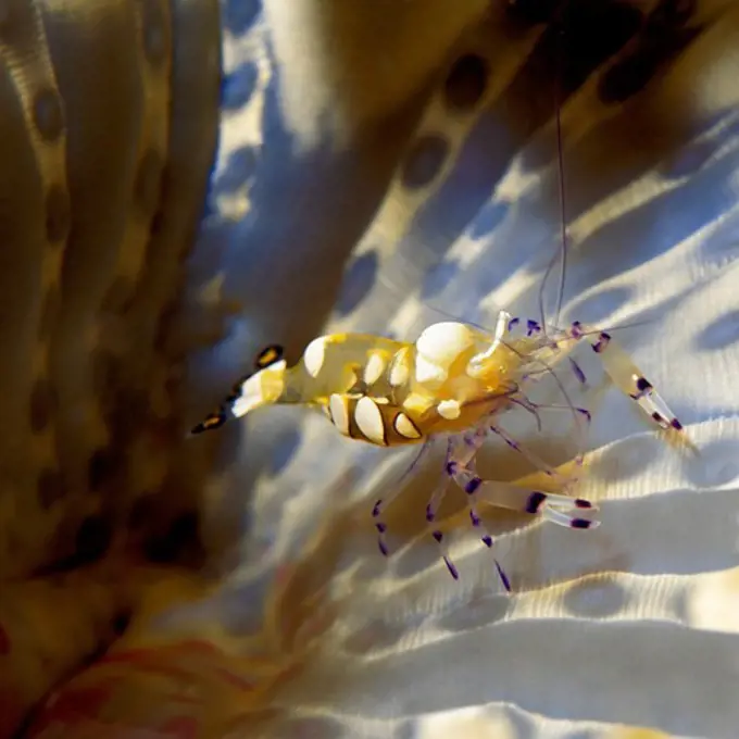 Pacific Clown Anemone Shrimp