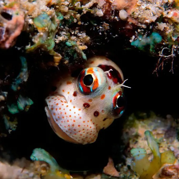 Freckle-Faced Blenny Off Papua New Guinea