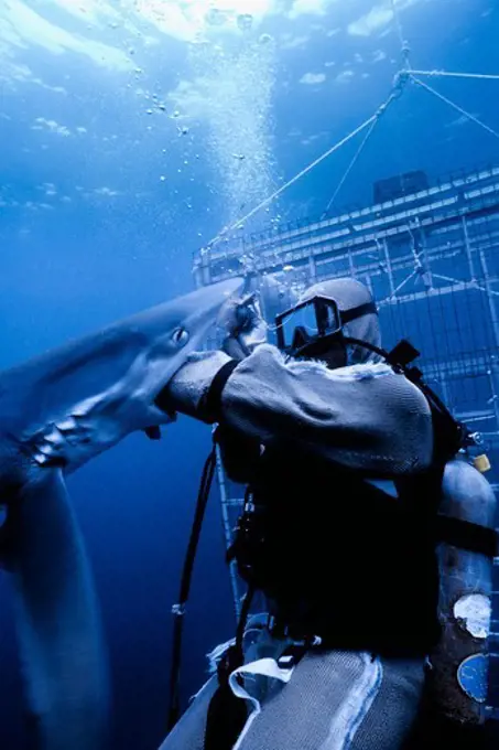 Blue Shark and Diver Wearing Mesh