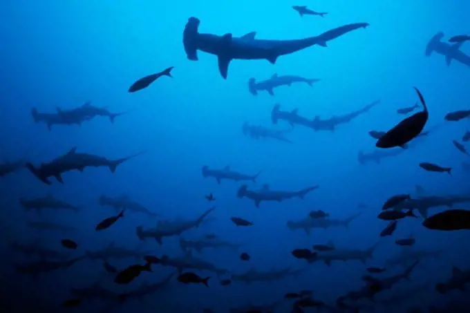 School of Hammerhead Sharks