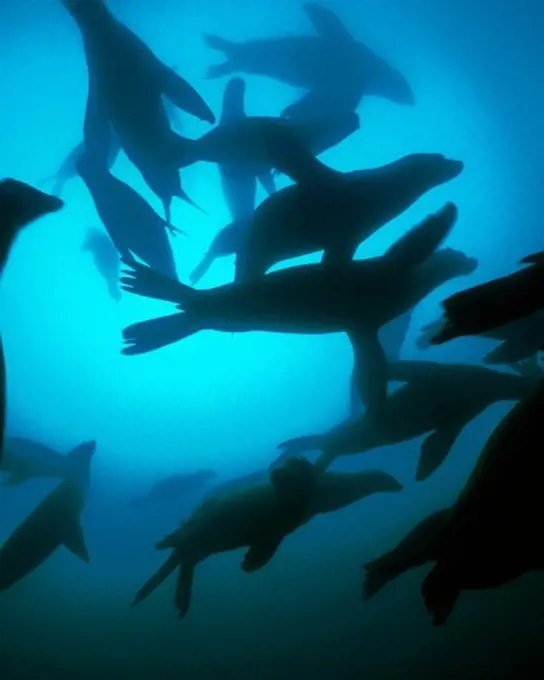 California Sea Lions