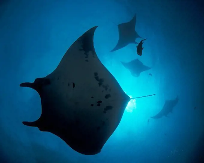 Giant Manta Rays