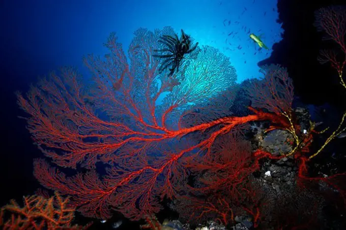 Sea Fan with Feather Star