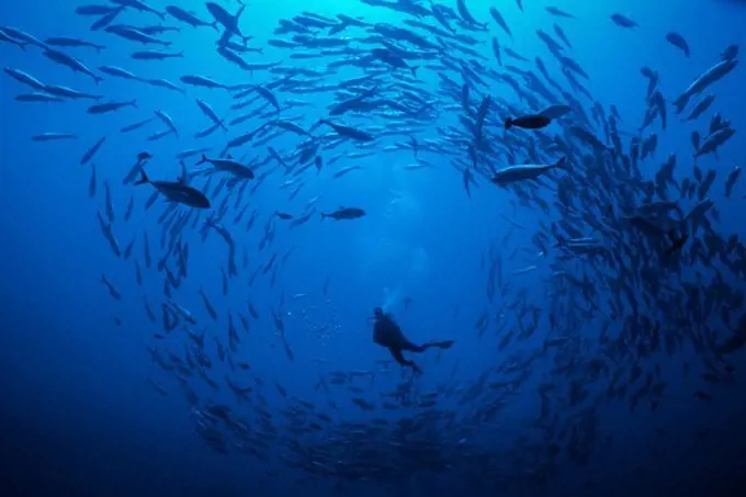 Diver in School of Bigeye Trevally Jacks