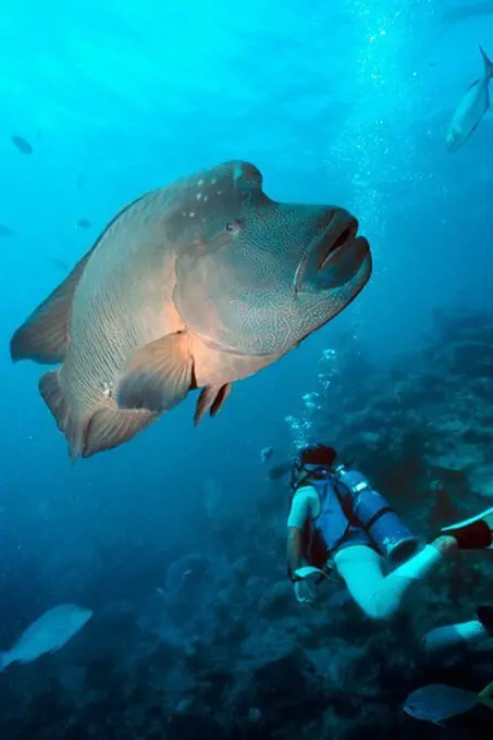 Scuba Diver Beneath Humphead Wrasse