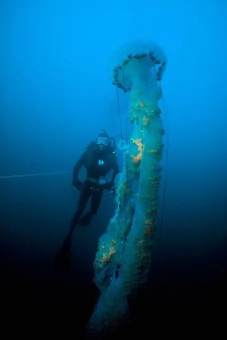 Giant Pelagic Jellyfish