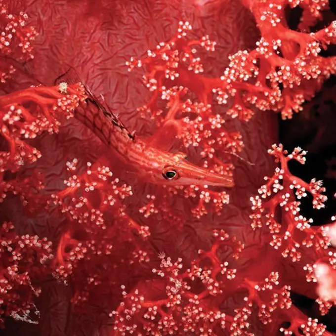 Longnose Hawkfish in Soft Coral Tree