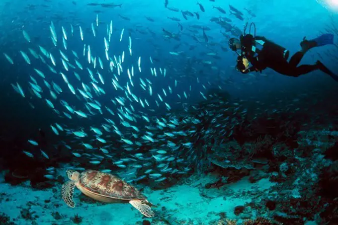 Green Sea Turtle on the Ocean Floor