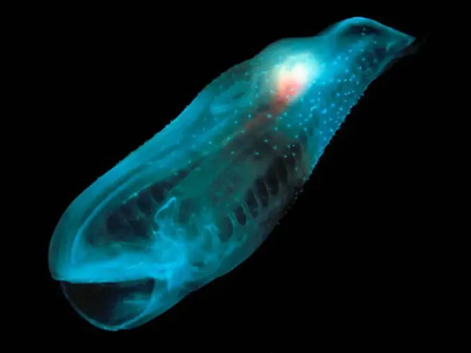 Pelagic Solitary Salp