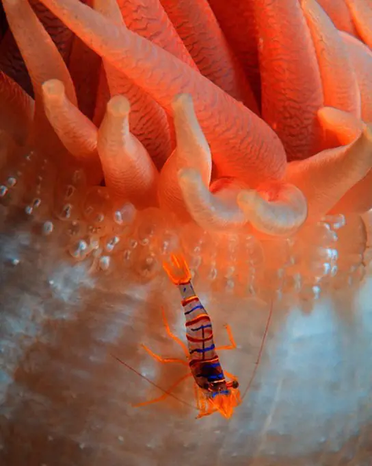 Candy Stripe Shrimp Crawls on Crimson Anemone