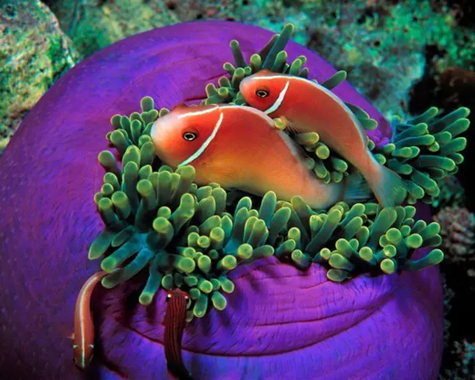 Family of Pink Anemonefish