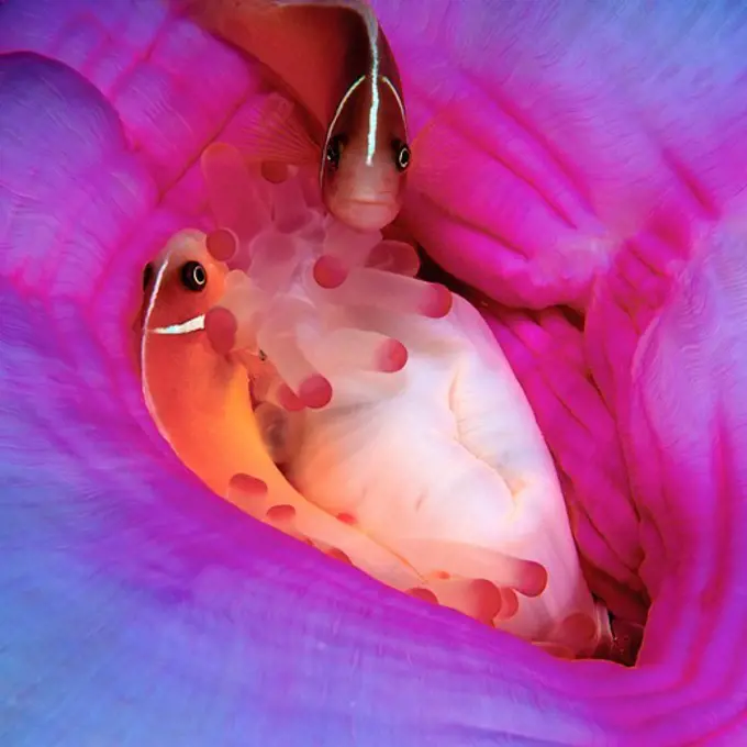 Mated Pair of Pink Anemonefish in Anemone