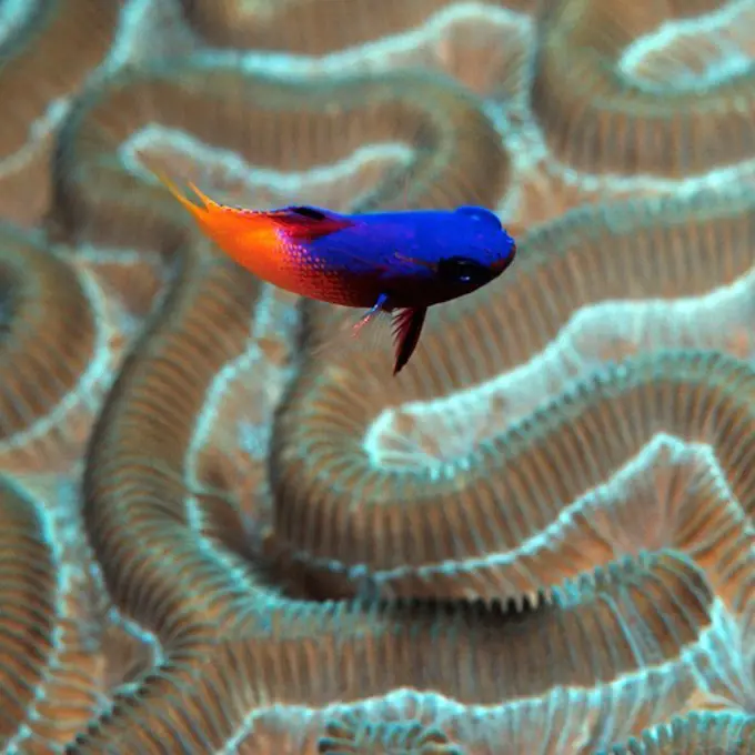 Fairy Basslet Swims Near Brain Coral