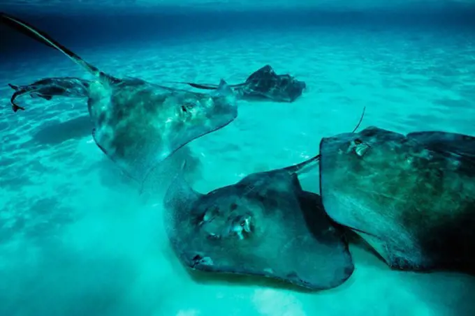 Giant Southern Stingrays Frolic Near the Ocean Floor