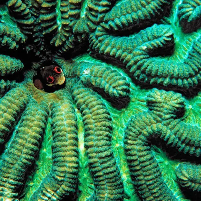 Spotjaw Blenny Peers Out from Brain Coral