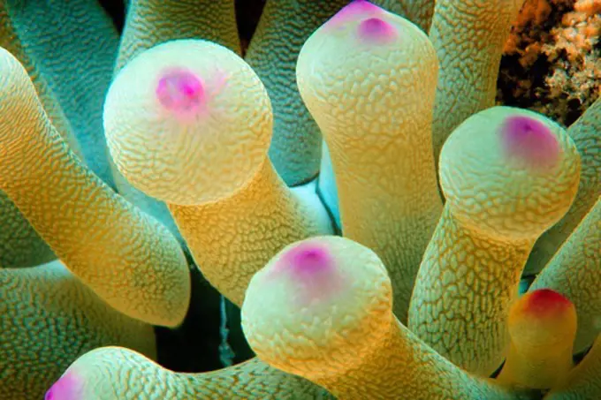 Close-up of Giant Anemone