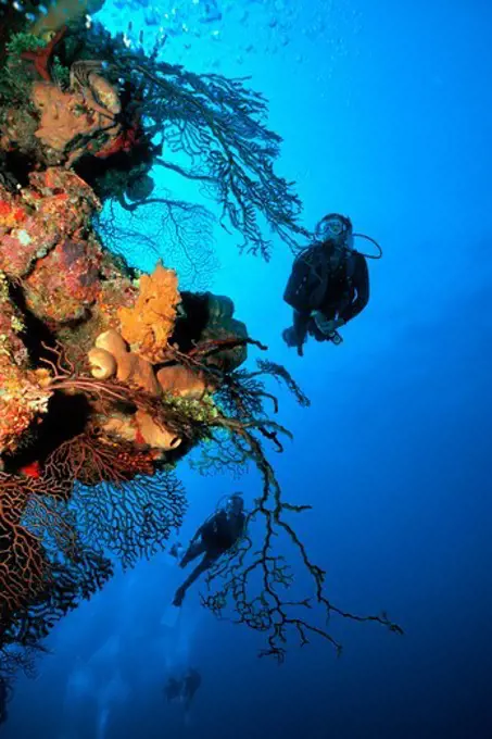 Divers Swim Along Steep Coral Wall