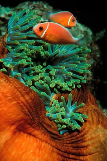 Anemonefish Pair Gain Food and Protection From Stinging Tentacles of Anemone