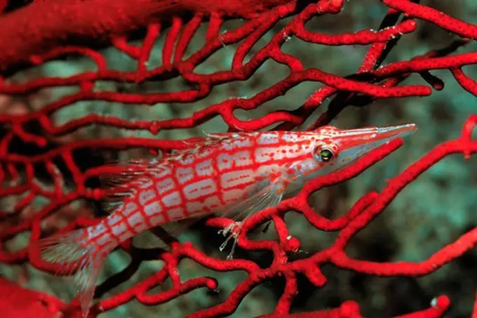 Longnose Hawkfish Hides in Red Sea Fan