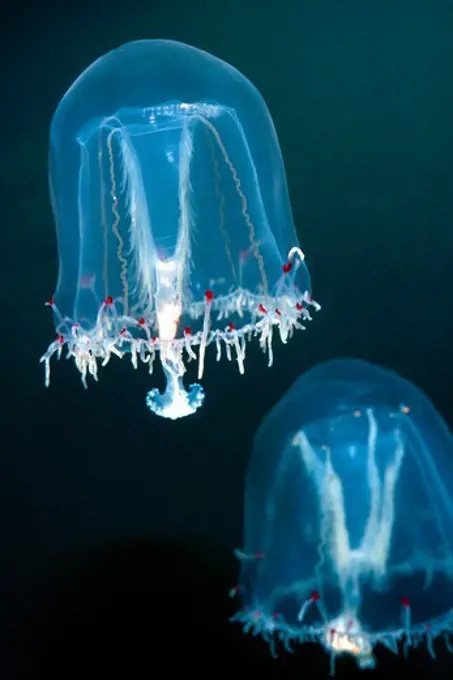 Giant Bell Jellies