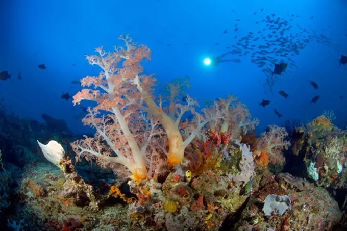 Scuba Diver Swims Over Lush Soft Corals