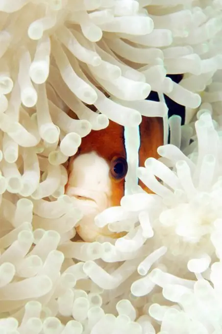 Clark's Anemonefish Peeks Out From Host Anemone