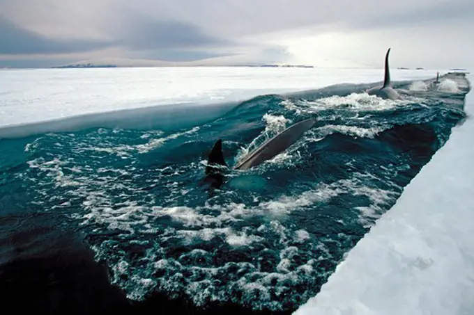 Orcas Travel Down Opening Leads of Ice