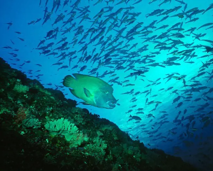 Humphead Wrasse Among School of Jacks