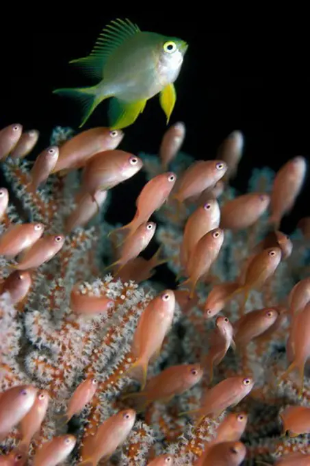 Golden Damselfish and Peach Fairy Basslets Feed on Plankton