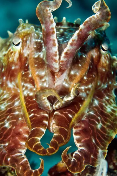 A Cuttlefish Mimics a Crinoid for Camouflage