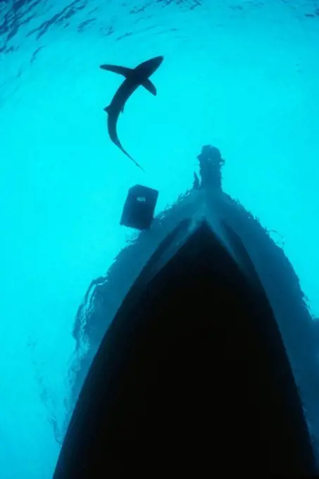 Blue Shark off the Bow of a Boat