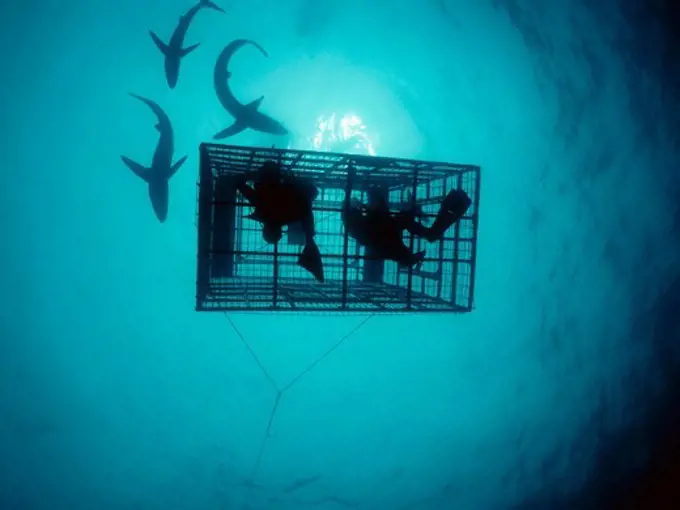 Blue Sharks Outside a Shark Cage