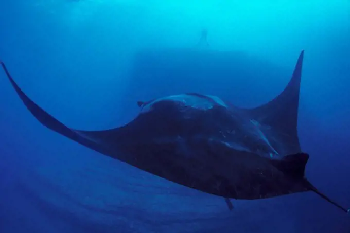 Giant Manta Ray Glides Through the Water