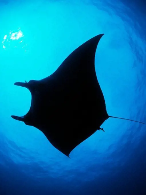 Silhouette of a Giant Manta Ray