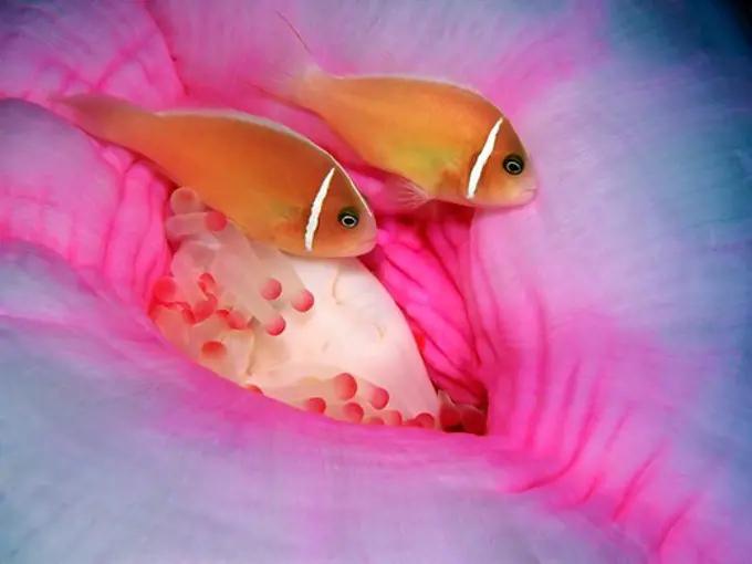 Pink Anemonefish Swim Near Anemone