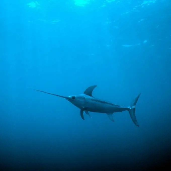 Portrait of a Swordfish